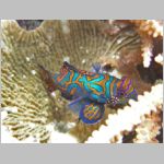 mandarinfish-P1010422.html