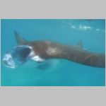 manta-0891.html