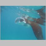 manta-0892.html