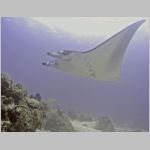 manta-P1010001.html