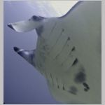 manta-P1010002.html