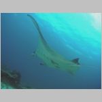 manta-P1010003.html