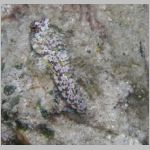 marbled-goby-P1010218.html