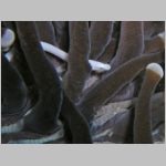 mushroom-coral-pipefish-P1010402.html