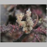 night-pygmy-seahorse-P1010444.html