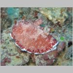 nudi-0901.html