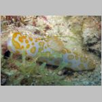 nudi-0911.html