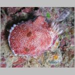 nudi-P1010008.html