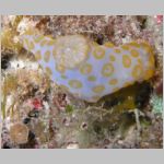 nudi-P1010017.html