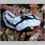 nudi-P1010352.html