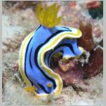 nudi-P1010406.html