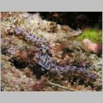 nudi-P1010474.html
