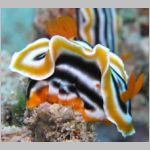nudi-P1010573.html