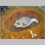 pufferfish-0803.html