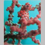 pygmy-seahorse-0945.html