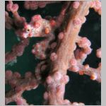pygmy-seahorse-P1010385.html