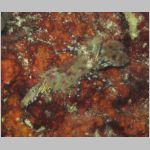 saron-shrimp-0820.html