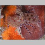 saron-shrimp-P1010264.html