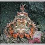 scorpionfish-P1010459.html