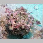 scorpionfish-P1010556.html