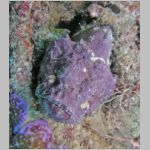 scorpionfish-P1010601.html