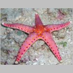 seastar-P1010022.html