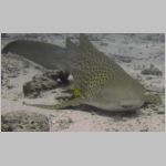 shark-0863.html