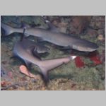 shark-P1010530.html