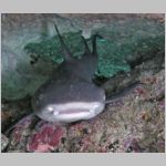 shark-P1010532.html