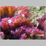 shrimp-0899.html