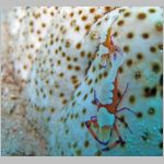 shrimp-1006.html