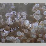 shrimp-P1010412.html