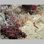 shrimp-P1010581.html