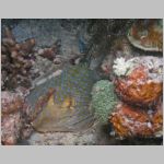stingray-P1010181.html