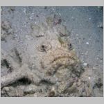 stonefish-P1010142.html