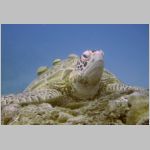 turtle-0780.html