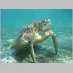 turtle-P1010627.html