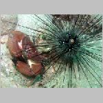 crab-urchin-P1010245.html