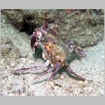 fiddler-crab-P1010211.html