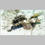 goby-P1010208.html