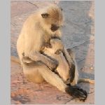 agra_monkey_0544s.html