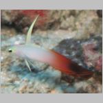 fire-goby_G7_0142.html