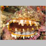 orange-mouth-thorny-oyster_G7_0140.html