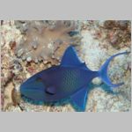 red-tooth-triggerfish_G7_0205.html