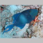 red-tooth-triggerfish_S80_1209.html