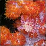 coral-crab-P1010037.html