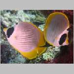 eyepatch-butterflyfish-P1010200.html