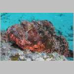 scorpionfish-P1010330.html