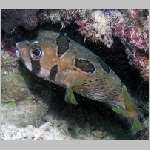 spiny-porcupinefish-P1010234.html