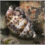 tiger-cowrie-P1010016.html